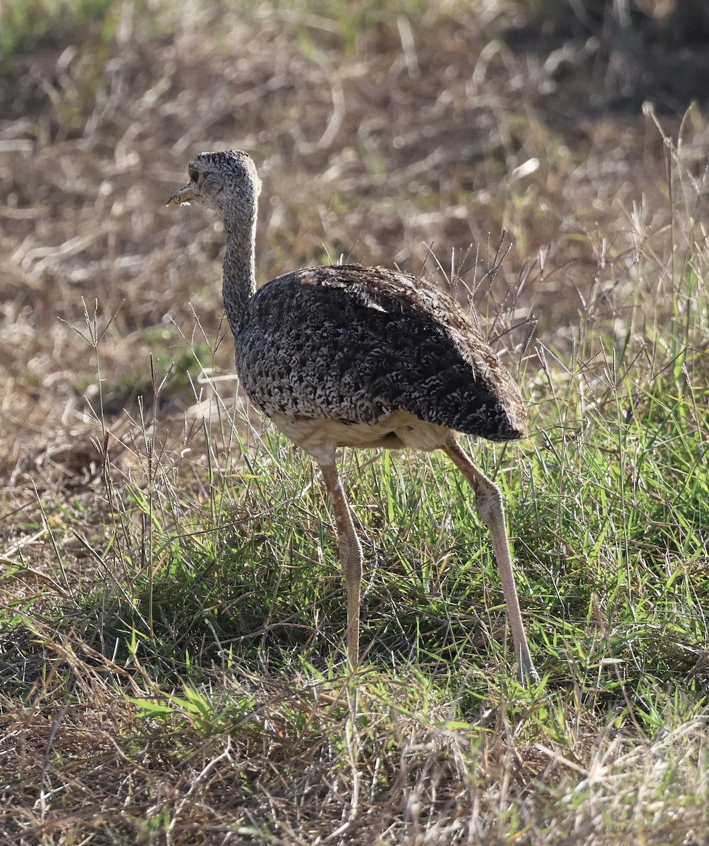 Hartlaub's Bustard - ML646408262