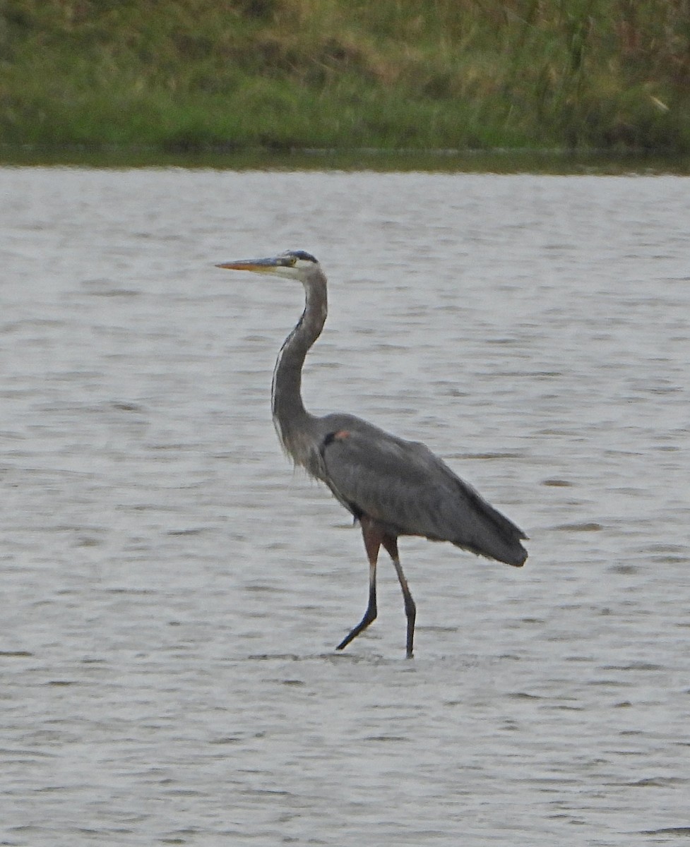 Great Blue Heron - ML646408263