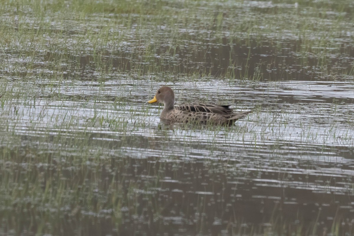 Yellow-billed Pintail - ML646408264