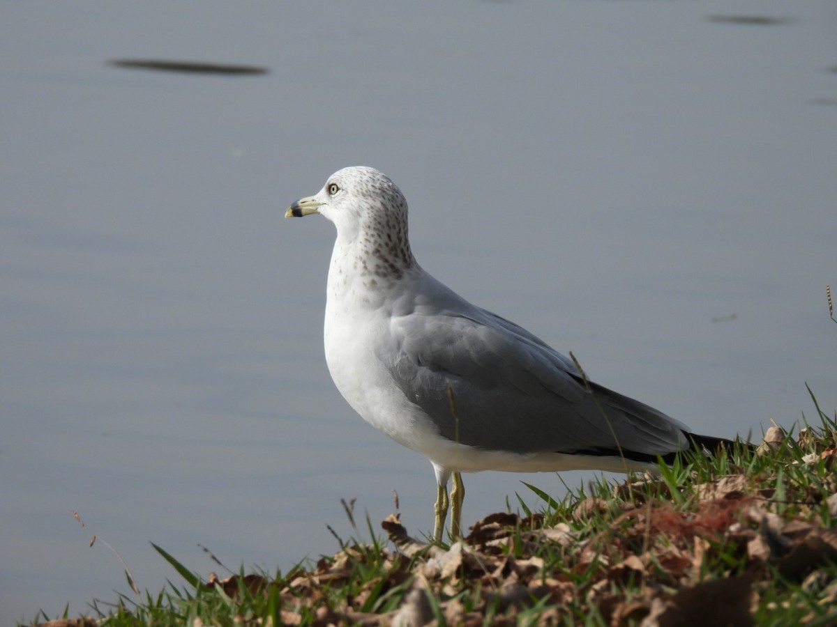 Ring-billed Gull - ML646408265
