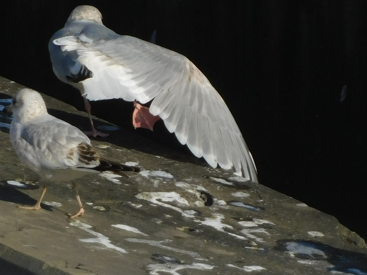 Larus sp. - ML646408266