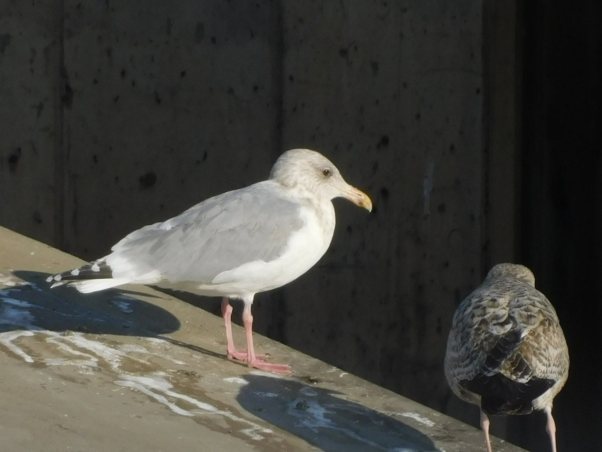 Larus sp. - ML646408267