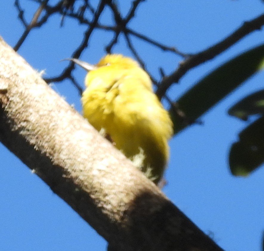 Akiapolaau - ML646408268