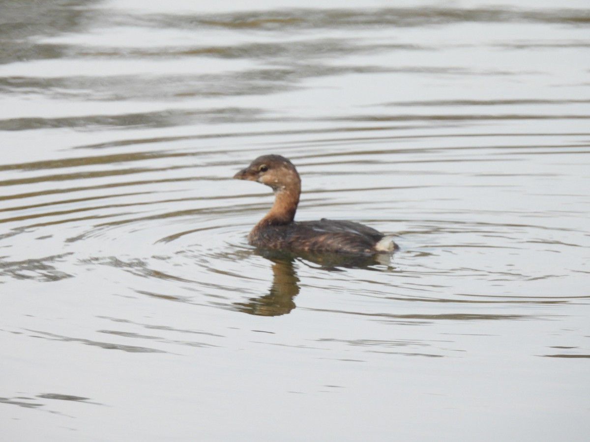 Pied-billed Grebe - ML646408269