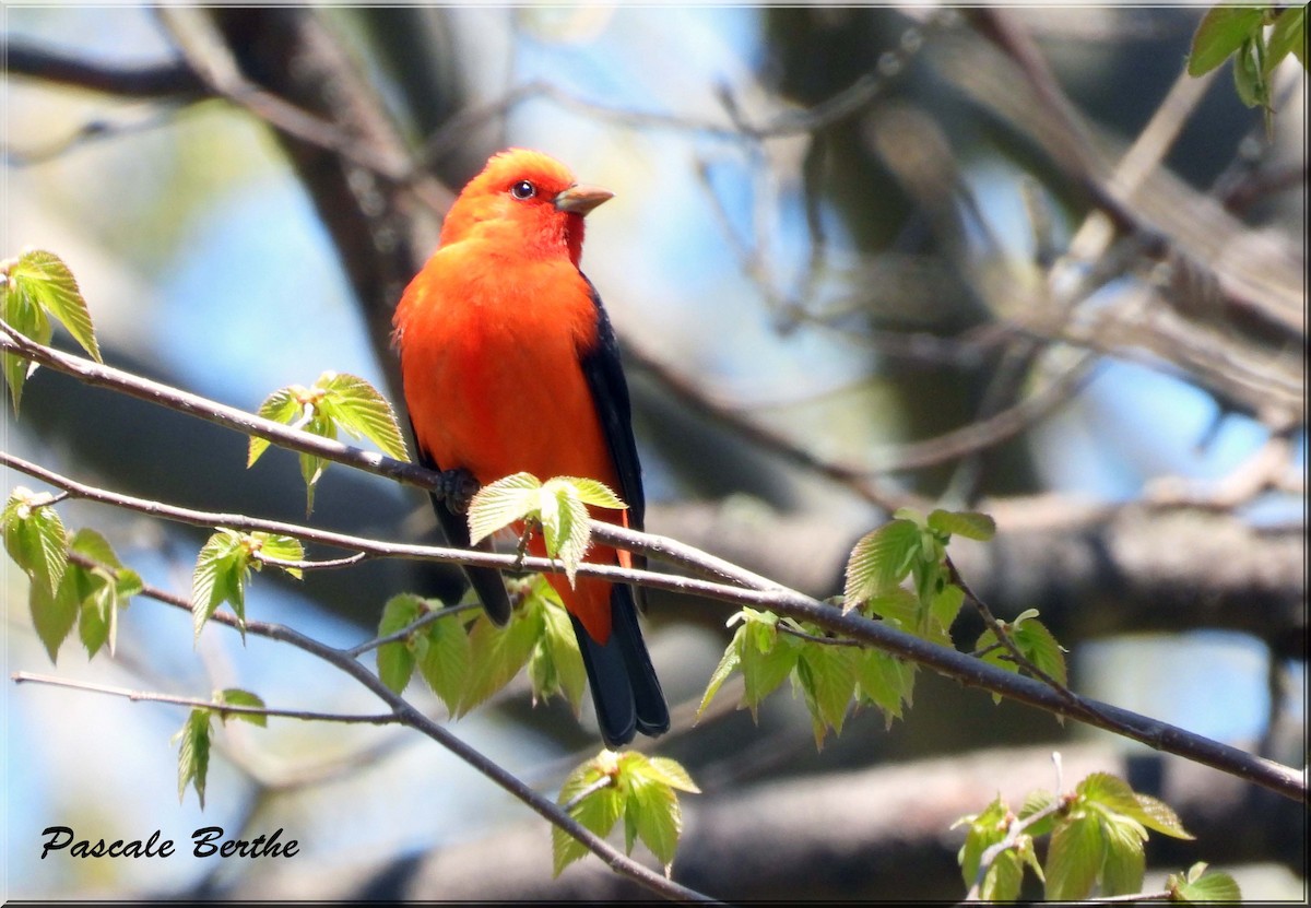 Scarlet Tanager - ML646408270