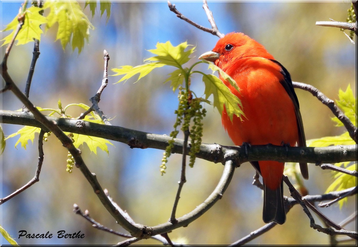 Scarlet Tanager - ML646408271