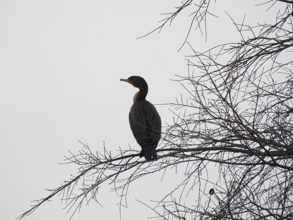 Double-crested Cormorant - ML646408272