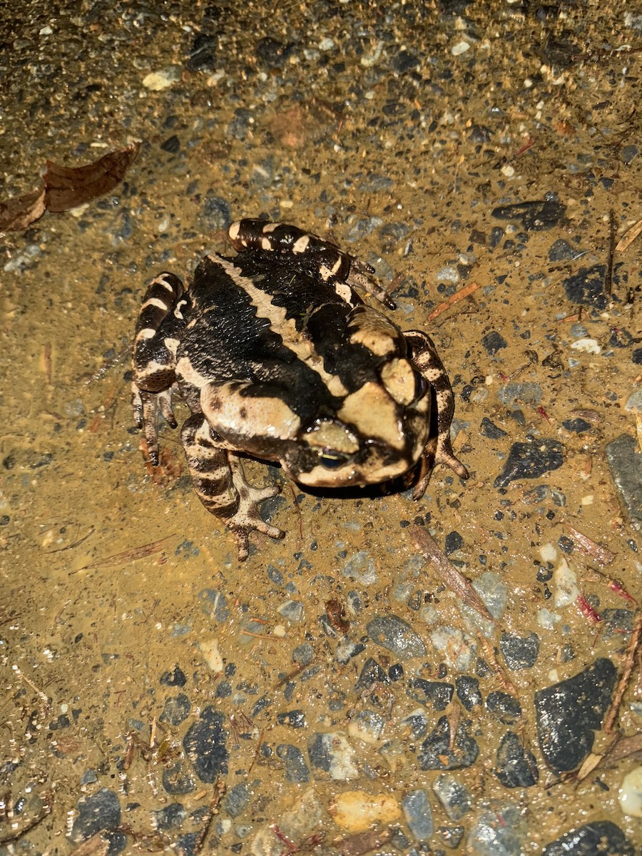 Animals - ML646408274