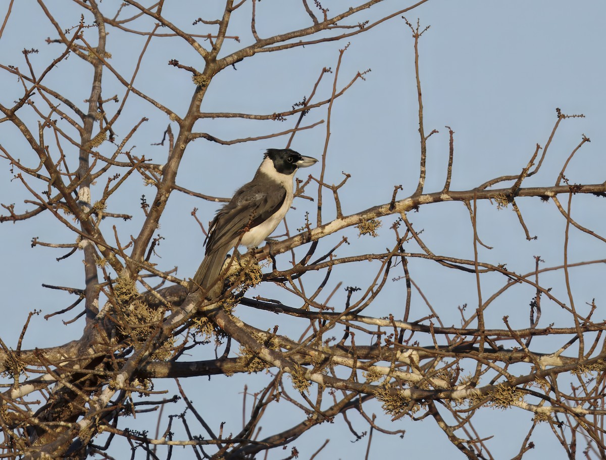 Lafresnaye's Vanga - ML646408275