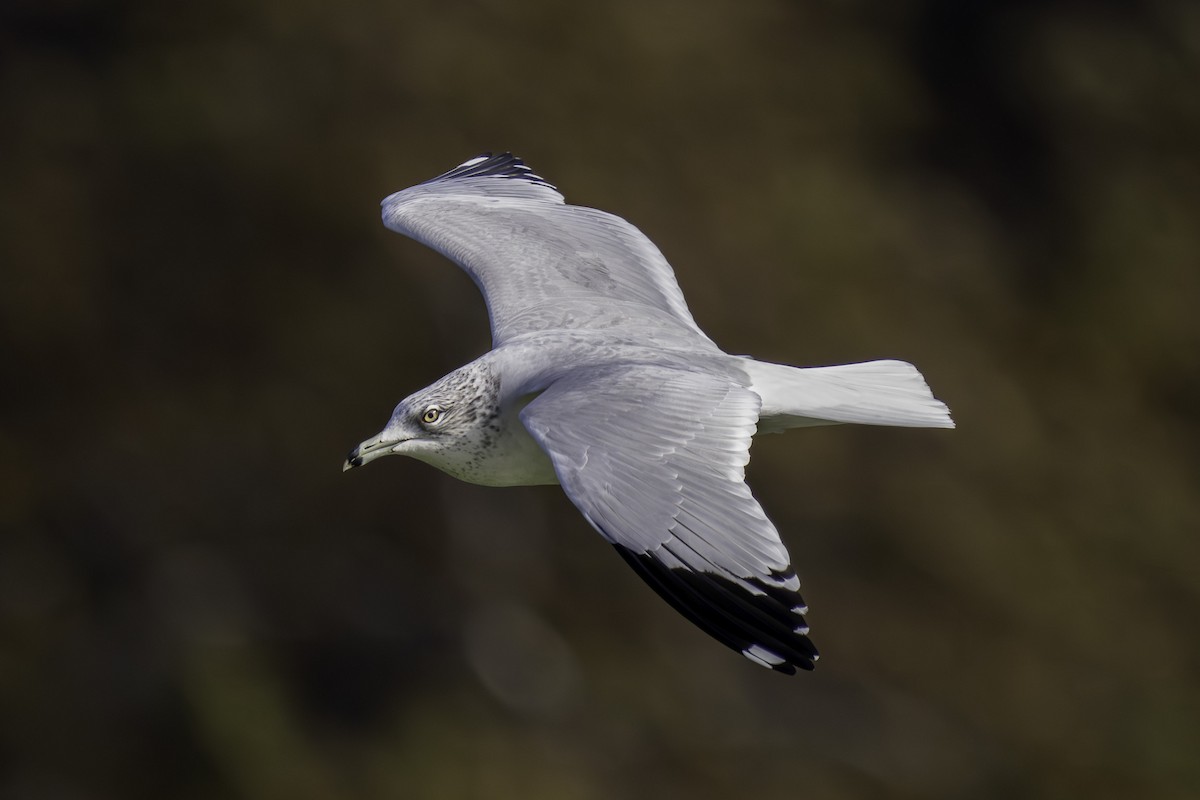 Ring-billed Gull - ML646408276