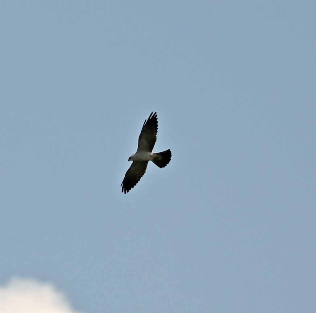 Mississippi Kite - ML646408277