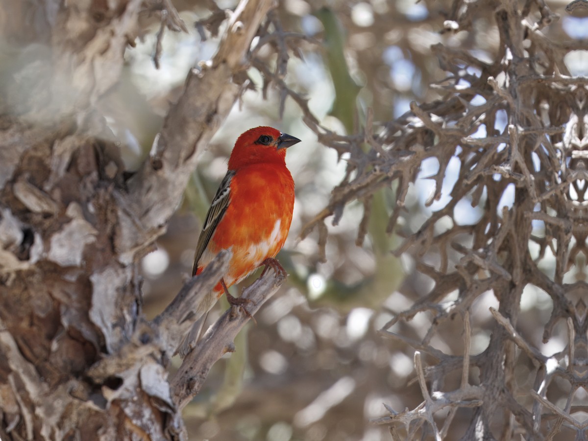 Red Fody - ML646408278
