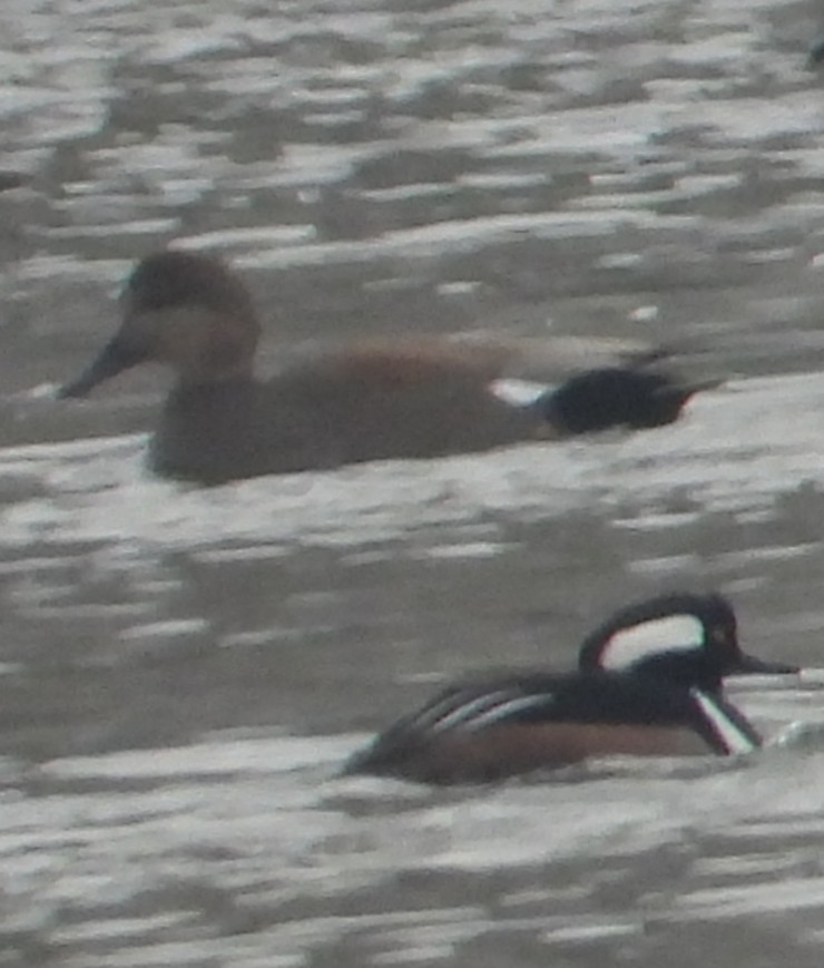 Hooded Merganser - ML646408279