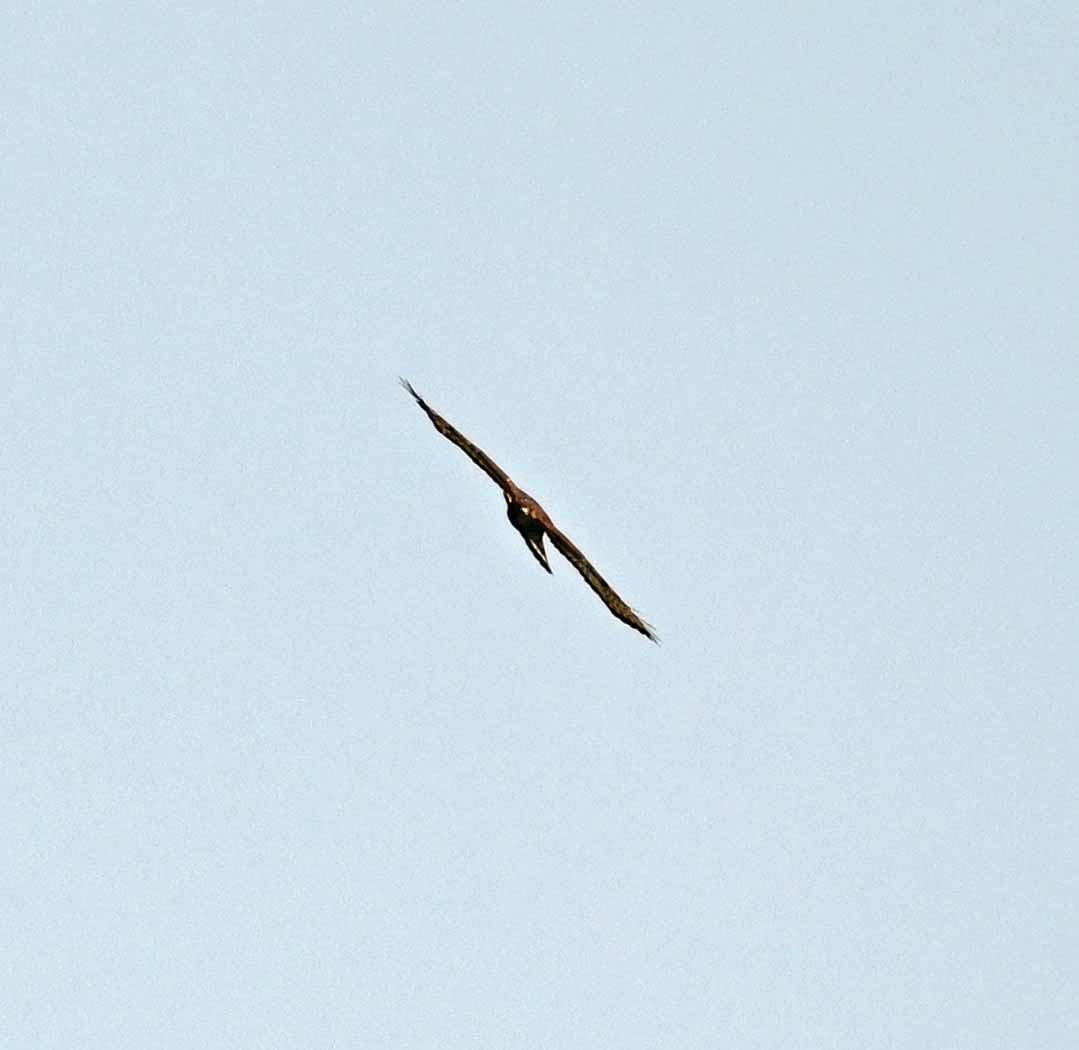 Broad-winged Hawk - ML646408280