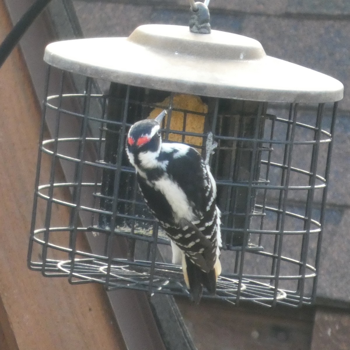 Hairy Woodpecker - ML646408281