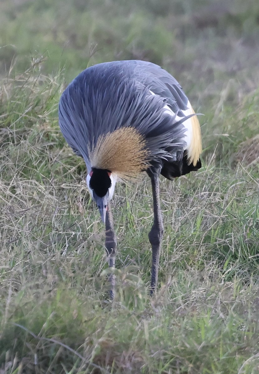 Gray Crowned-Crane - ML646408282