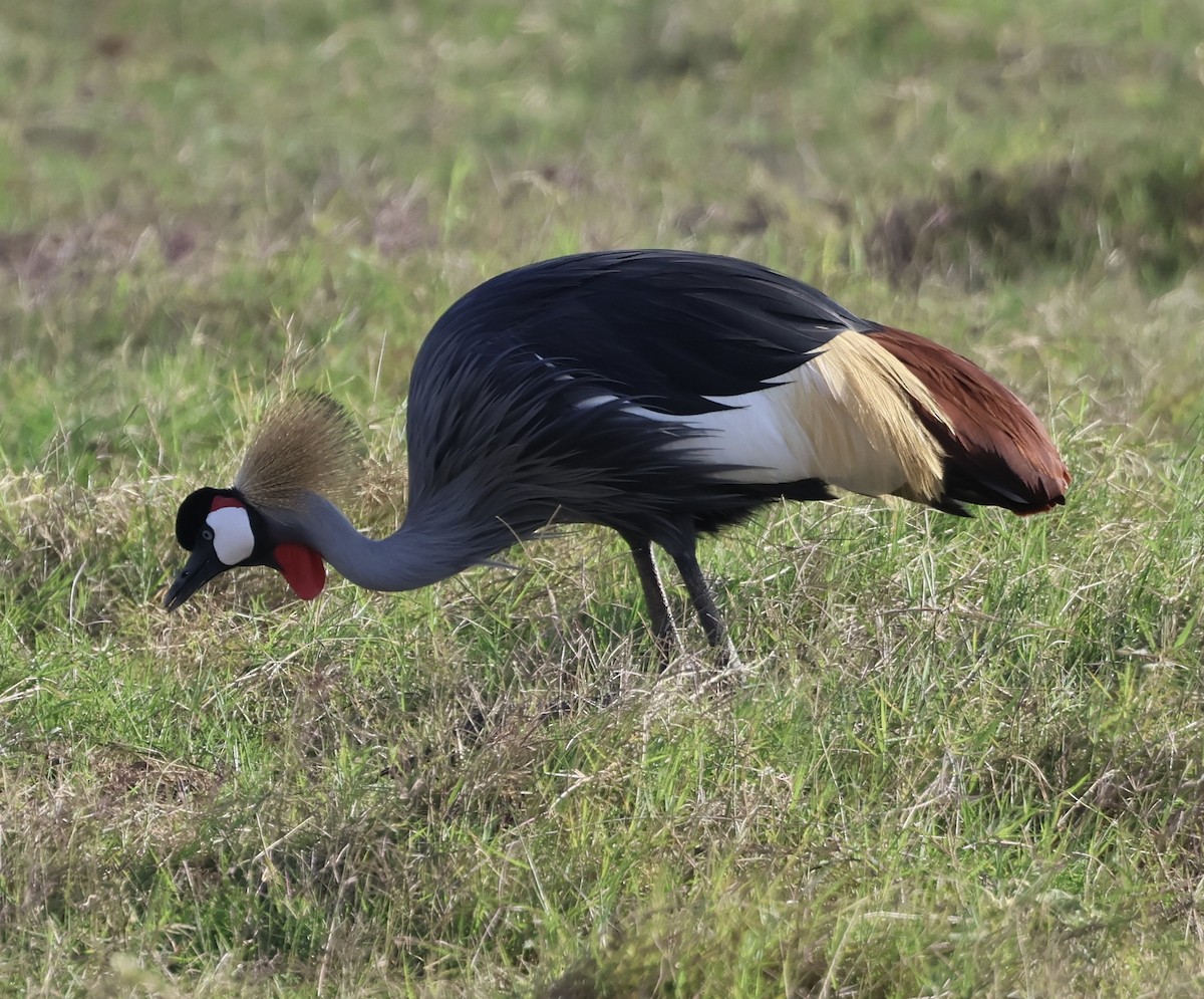 Gray Crowned-Crane - ML646408283