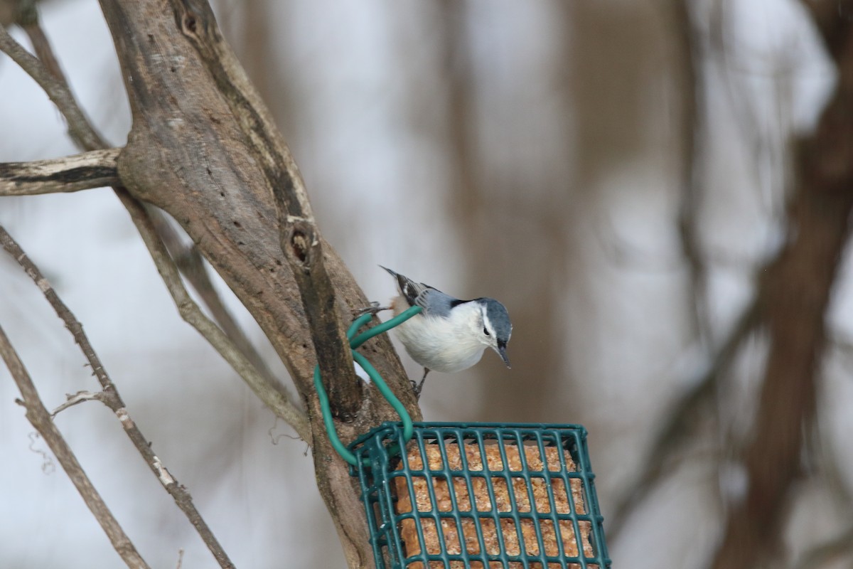 White-breasted Nuthatch - ML646408284