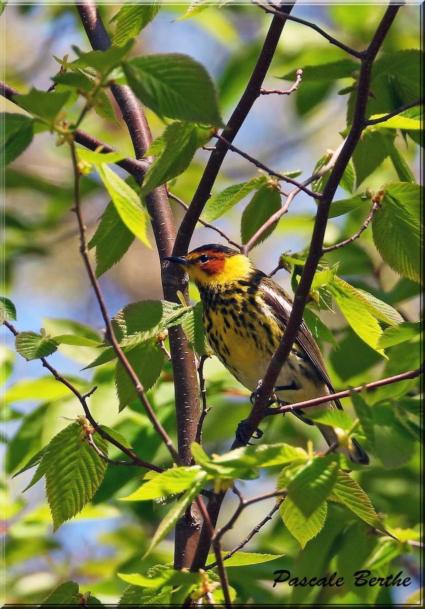 Paruline tigrée - ML646408285