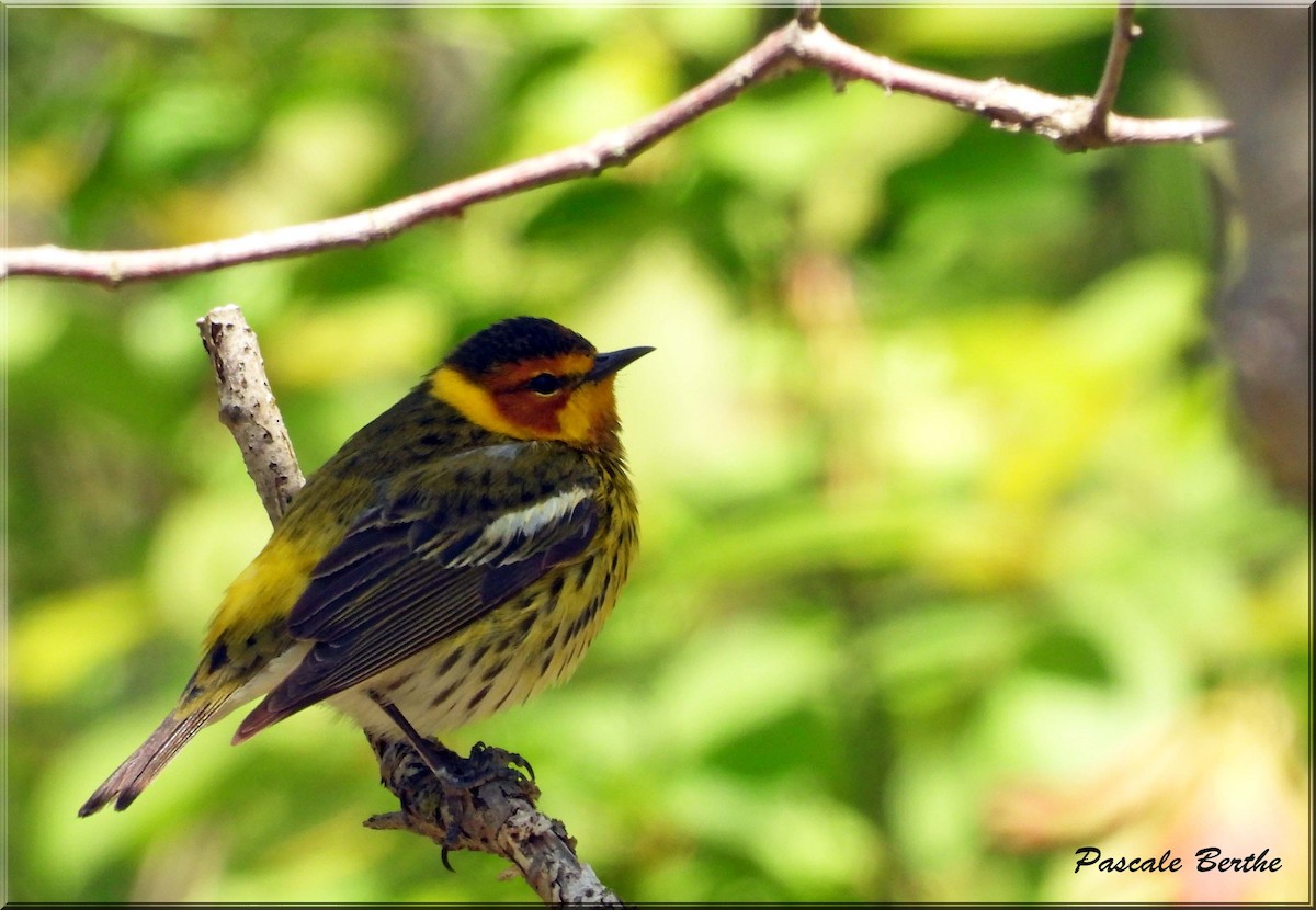 Cape May Warbler - ML646408286