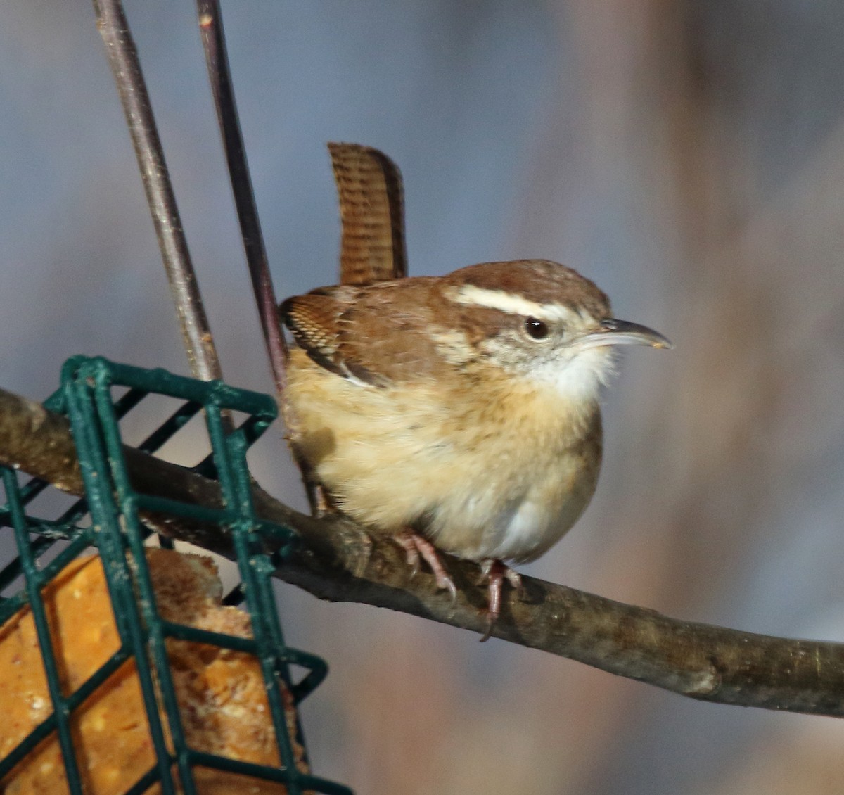 Carolina Wren - ML646408287
