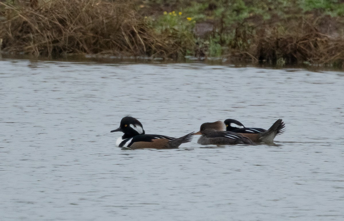 morčák chocholatý - ML646408288