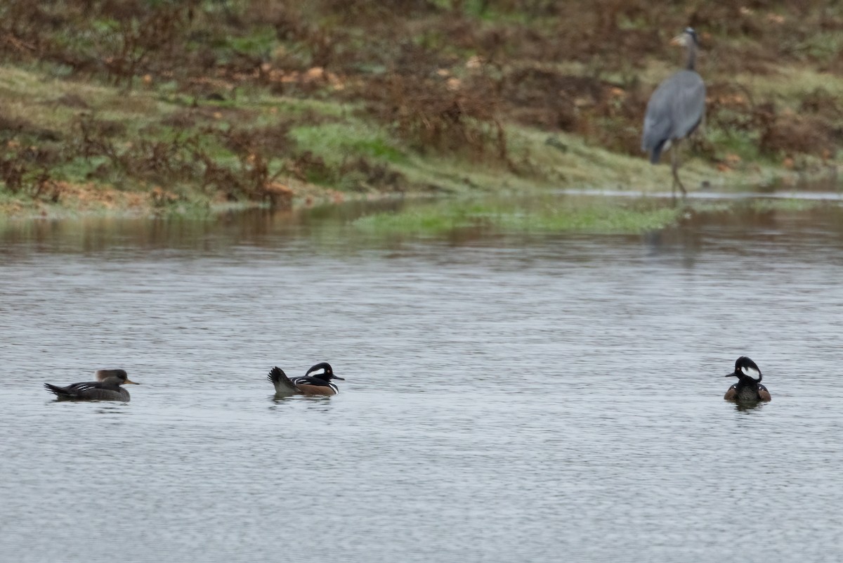 morčák chocholatý - ML646408289