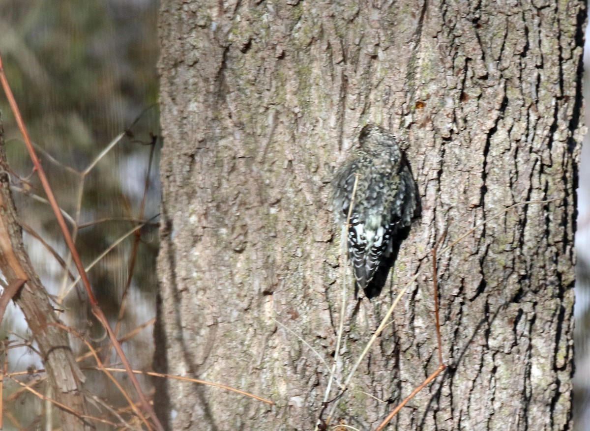 Yellow-bellied Sapsucker - ML646408290
