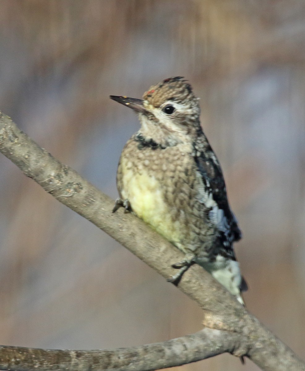 Yellow-bellied Sapsucker - ML646408291