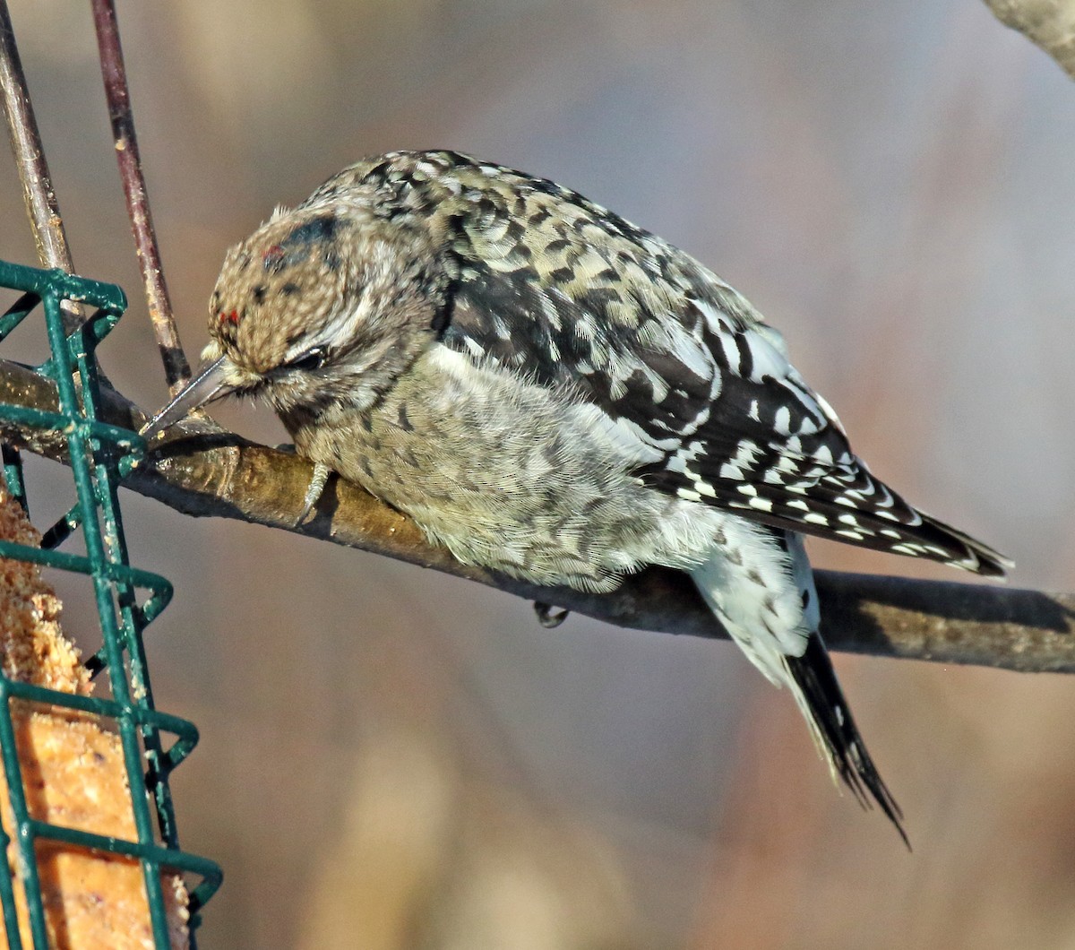 Yellow-bellied Sapsucker - ML646408292