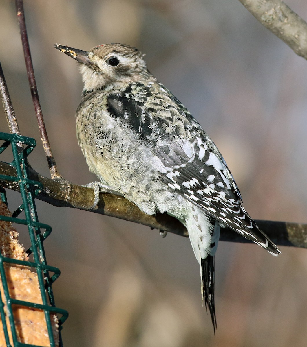 Yellow-bellied Sapsucker - ML646408293