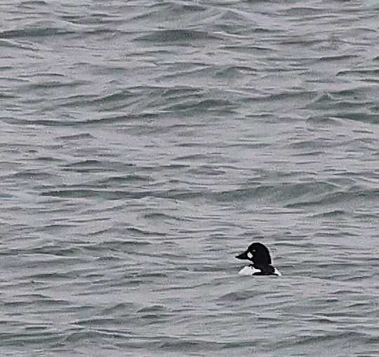 Common Goldeneye - ML646408294