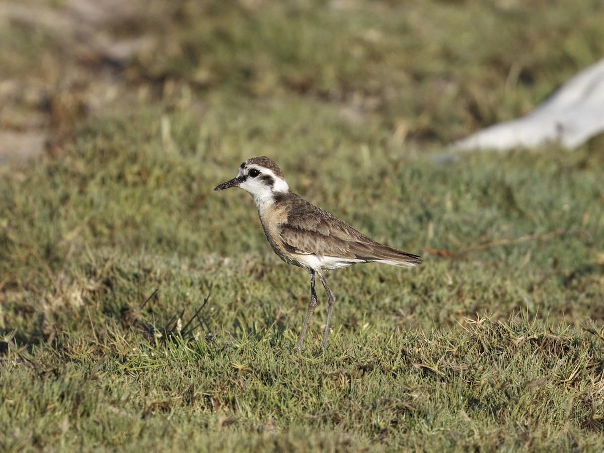 Kittlitz's Plover - ML646408296