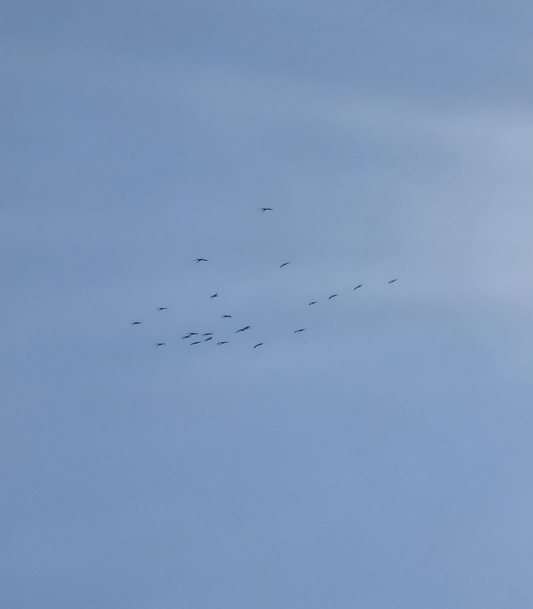 Common Crane - ML646408297