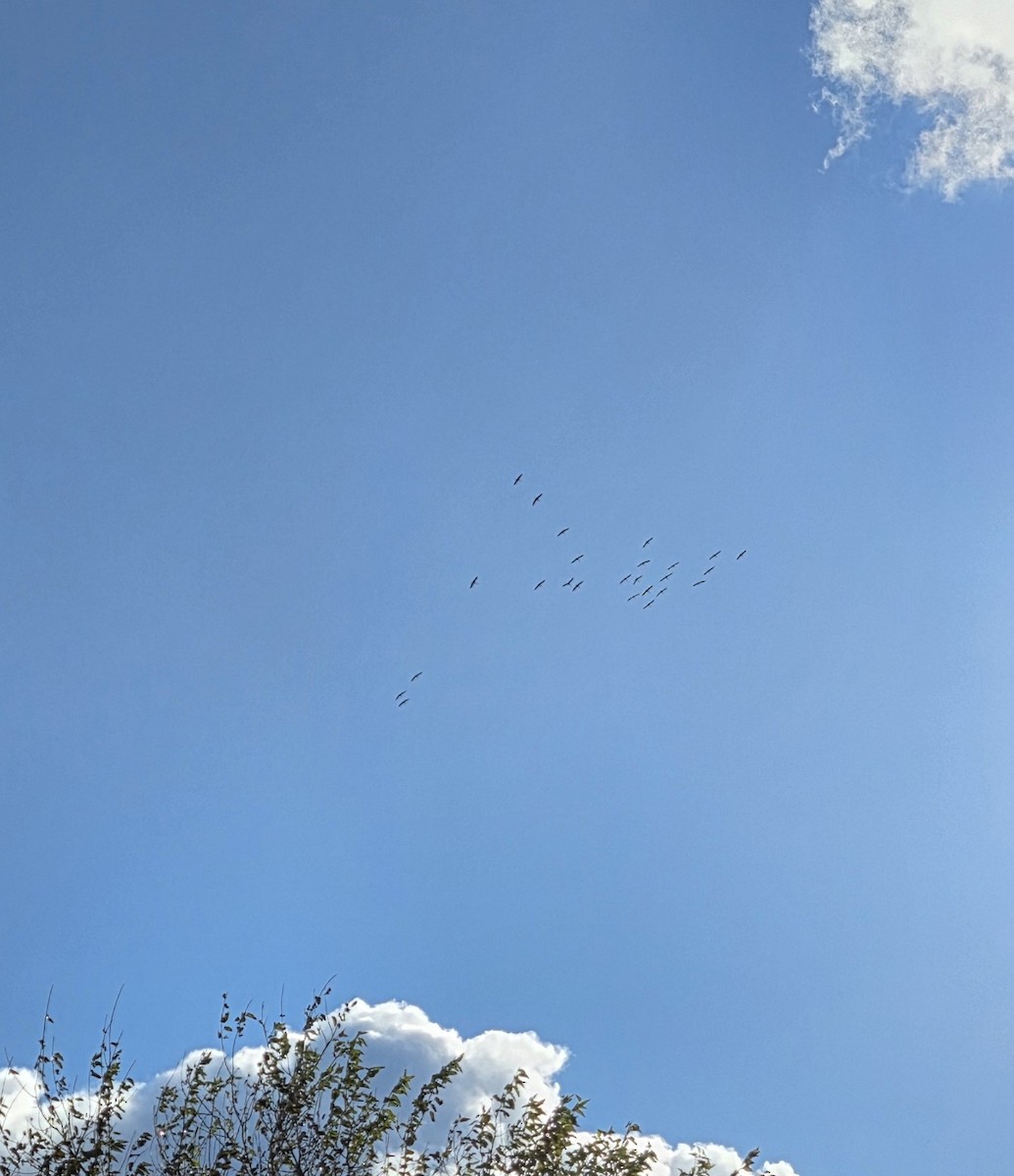 Common Crane - ML646408298