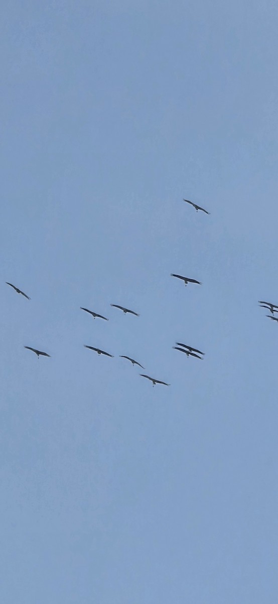 Common Crane - ML646408299