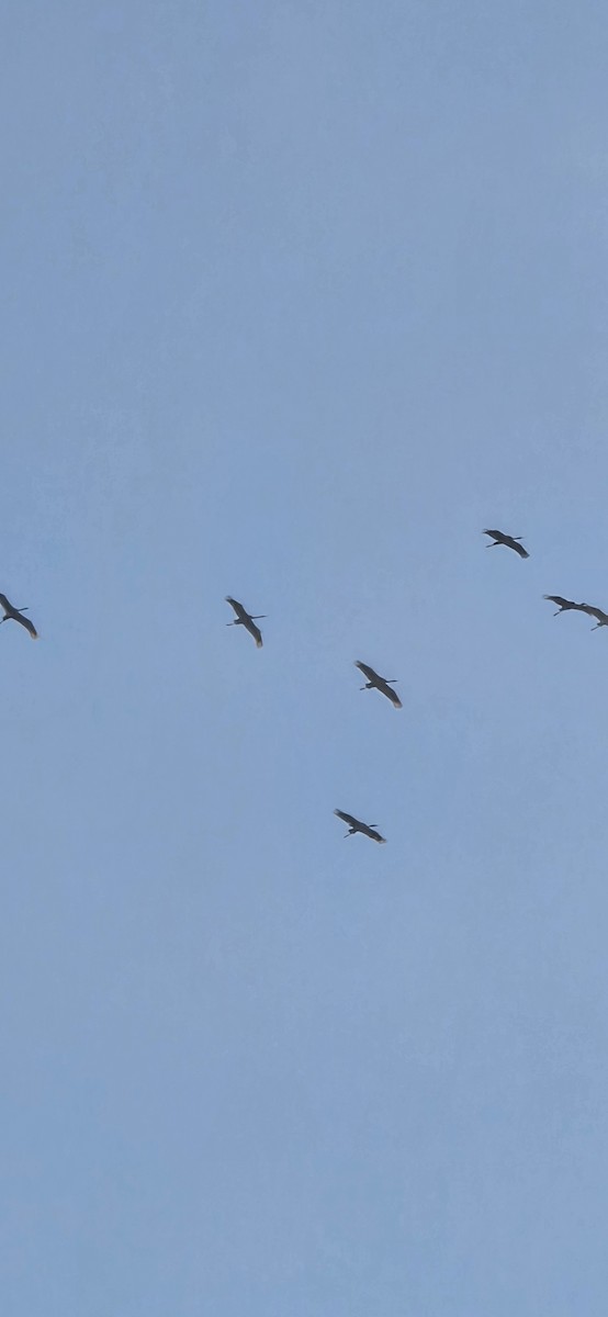 Common Crane - ML646408300