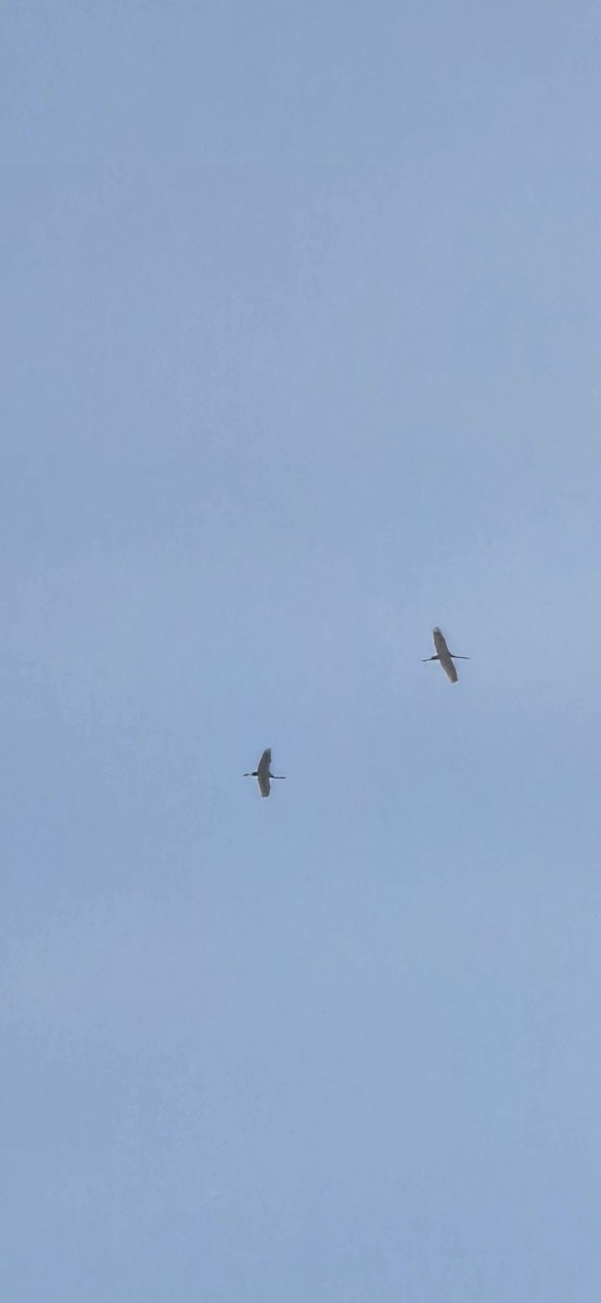 Common Crane - ML646408301