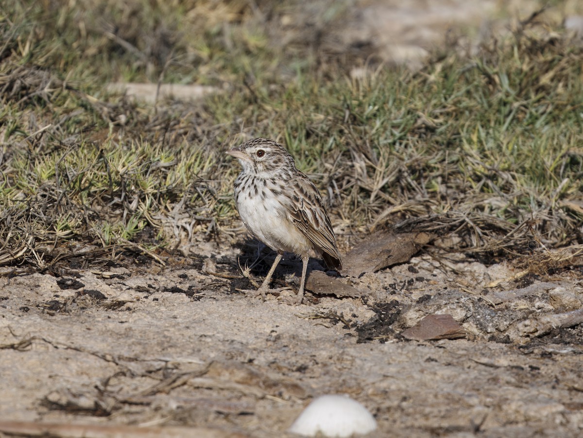 Madagascar Lark - ML646408302