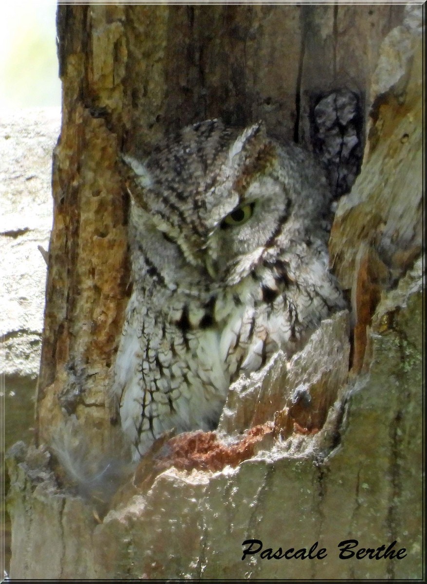 Petit-duc maculé - ML646408303