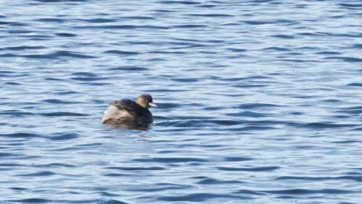 Little Grebe - ML646408304
