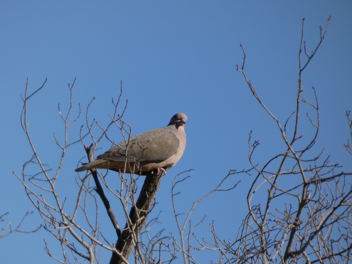 hrdlička černouchá - ML646408305