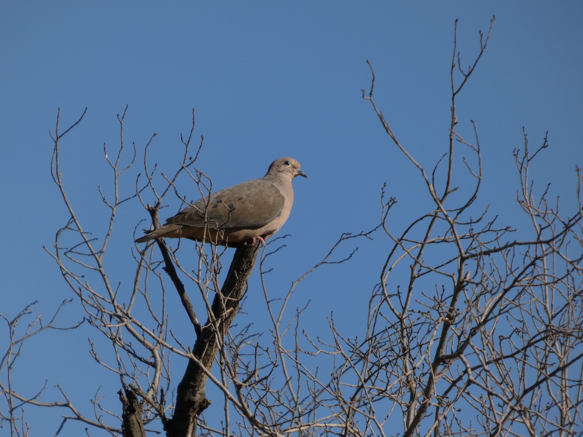 hrdlička černouchá - ML646408306