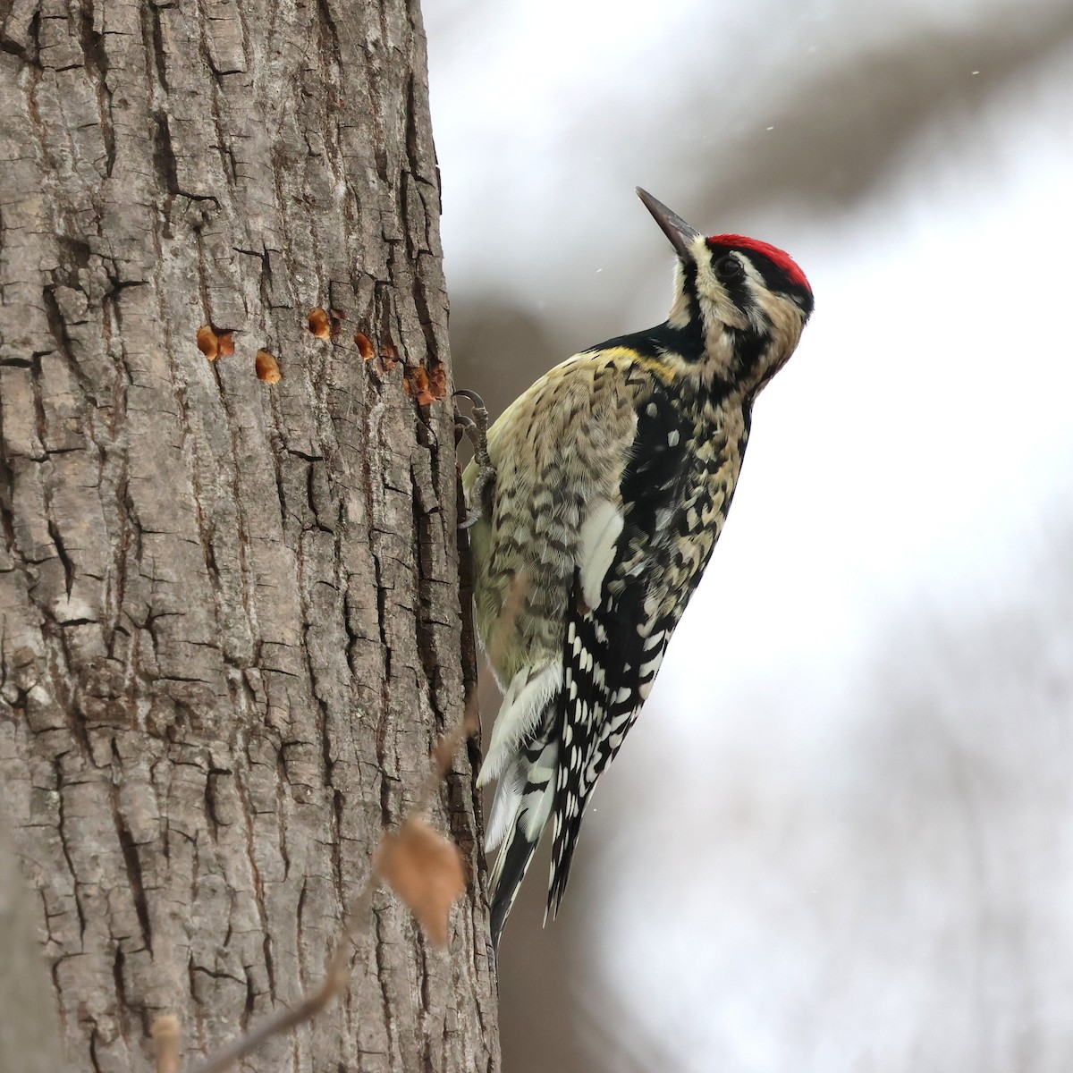 Yellow-bellied Sapsucker - ML646408308