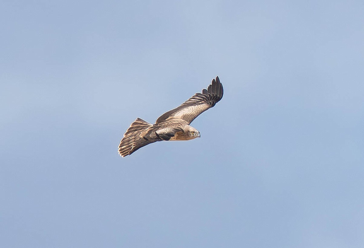 orlík krátkoprstý - ML646408310