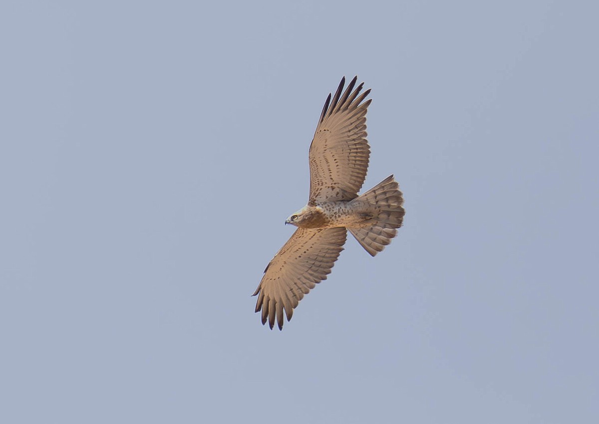 orlík krátkoprstý - ML646408311