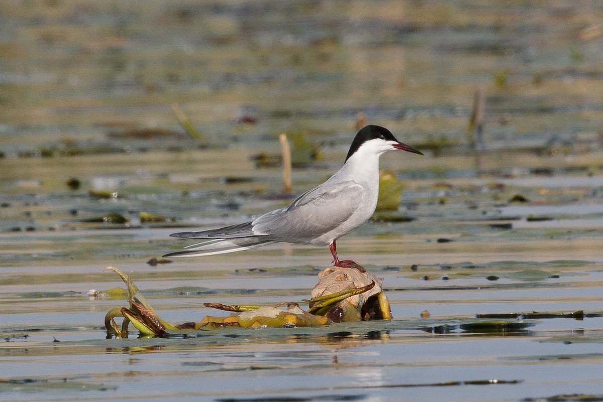 Common Tern - ML646408316