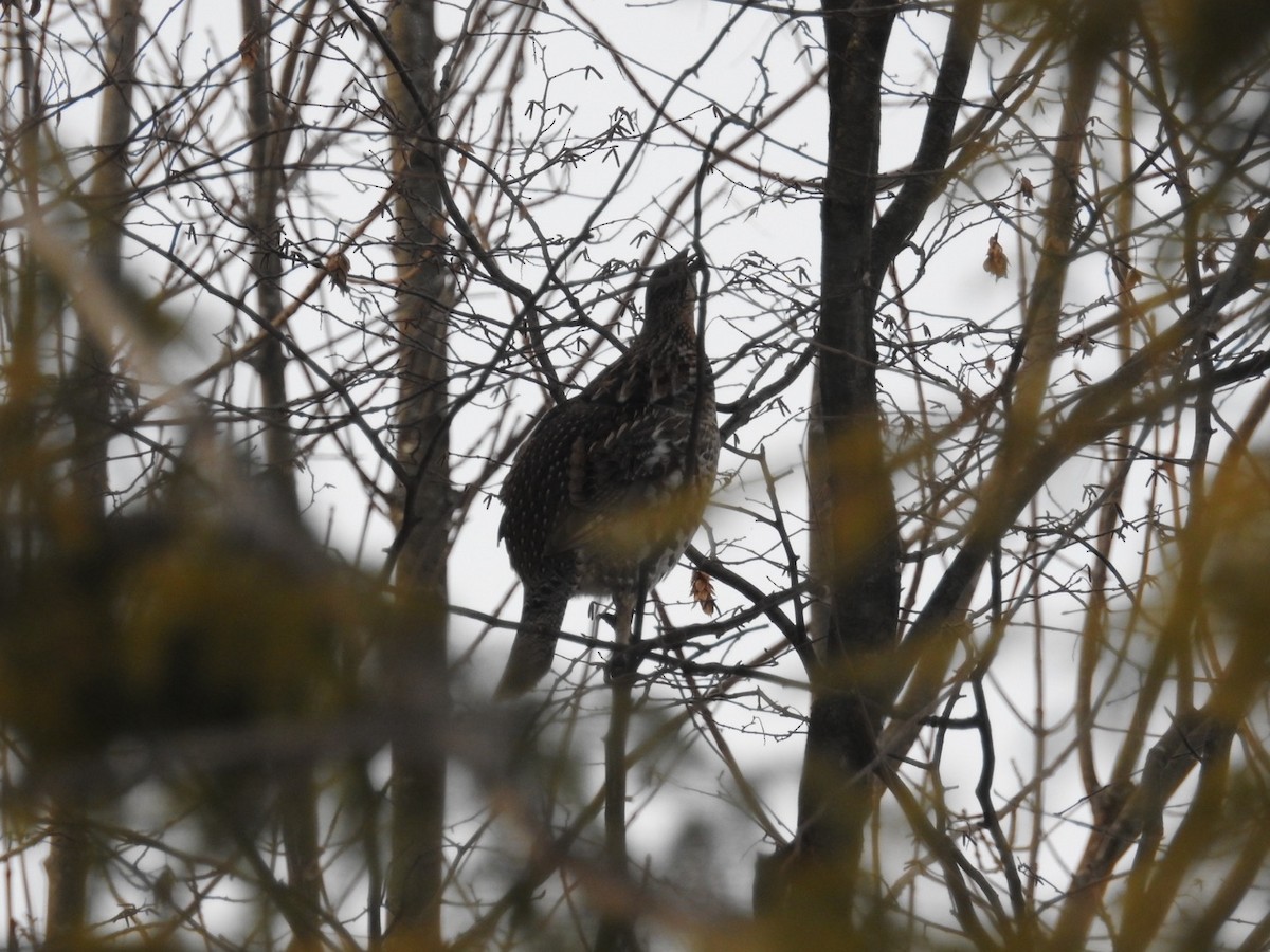 kragejerpe - ML646408317