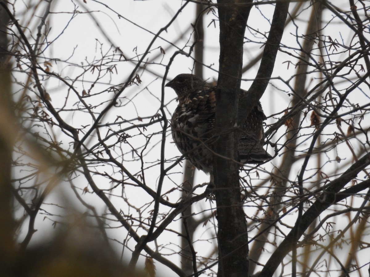 kragejerpe - ML646408318