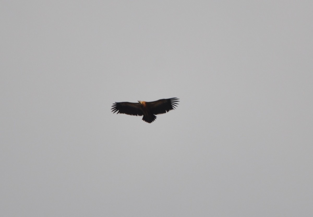 Eurasian Griffon - ML646408319